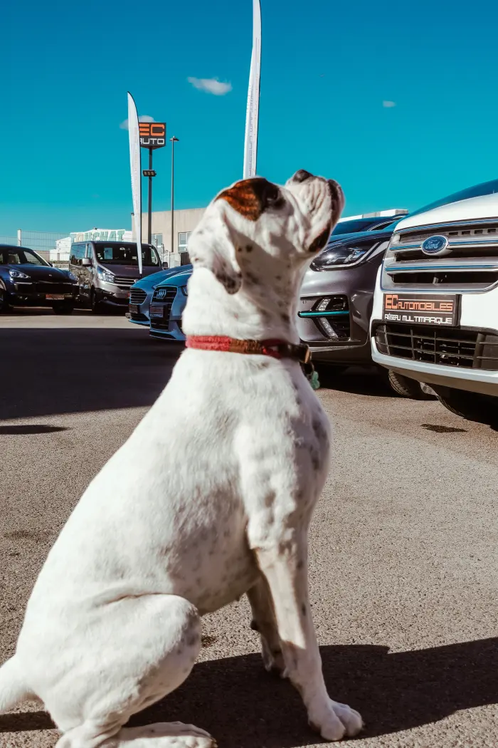 Unik, le chien du garage, assis sur le parc